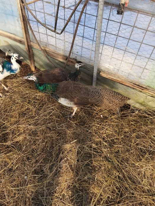 Pui de păun comuni  vârstă 4 luni 300 lei