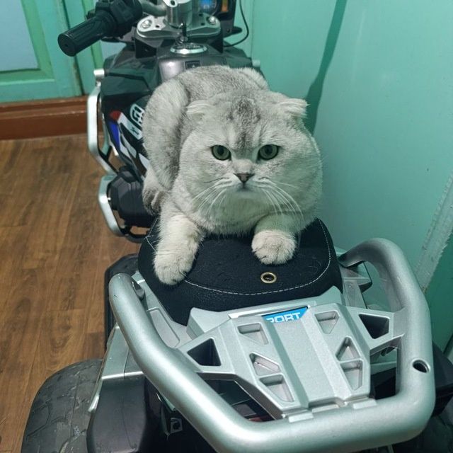 Viyaska biritanski shinshilla folt o'g'il bola