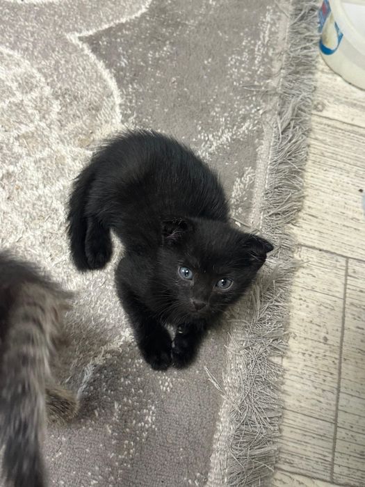 Отдам котят в хорошие руки