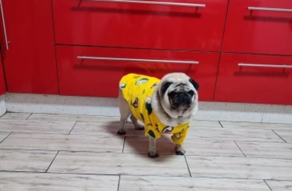 Топла дрешка за куче