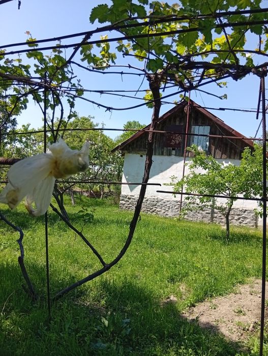 Продается дачный участок в городе Газалкент7,600 соток. Бассейн, сад,