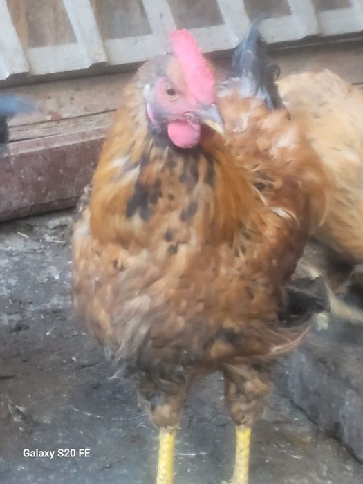 Кученский юбилейный