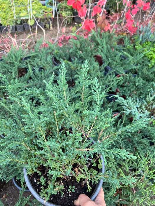 Мажевельник горизантальный