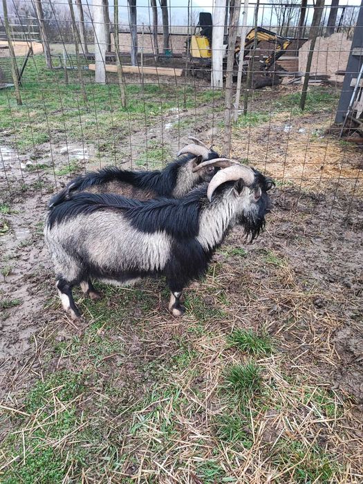 Tap pitic de vanzare