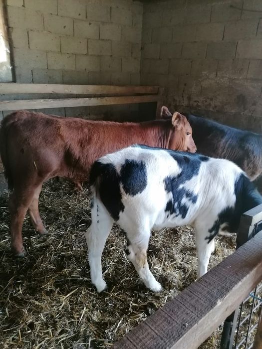 Vând viței încărcați