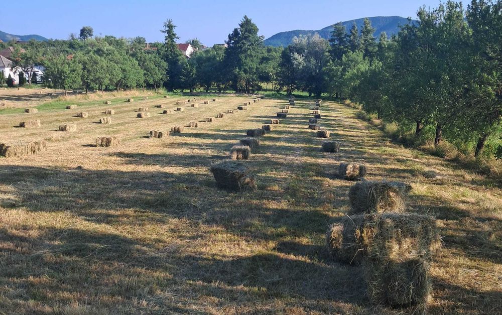Baloți de fân de vânzare