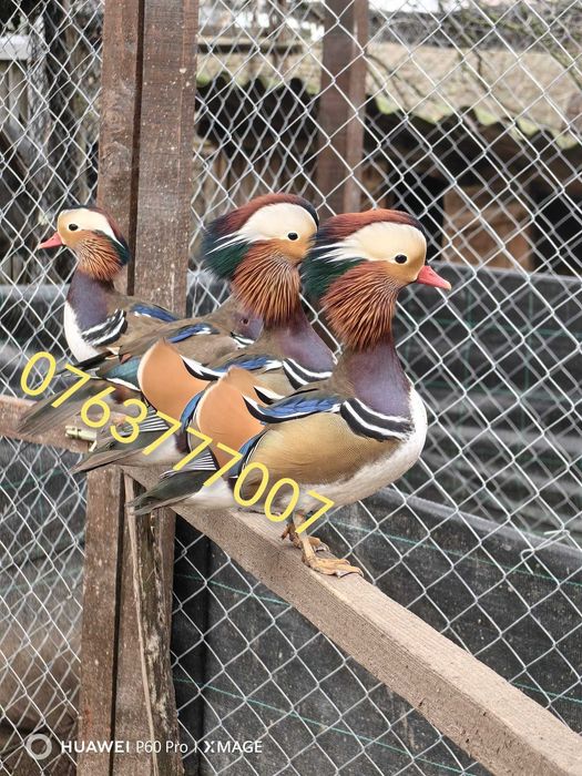 Ratoi mandarin standard