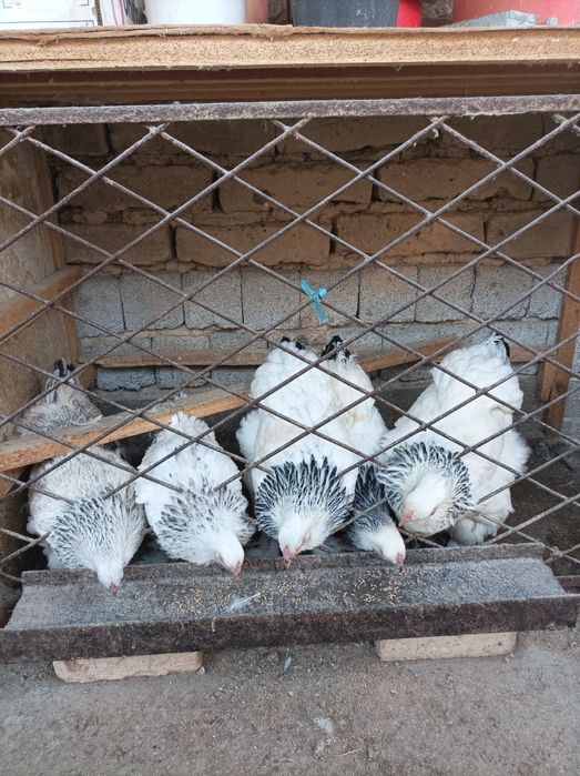 Zotli Brama  tovuqlari sotiladi 5ta tovuq