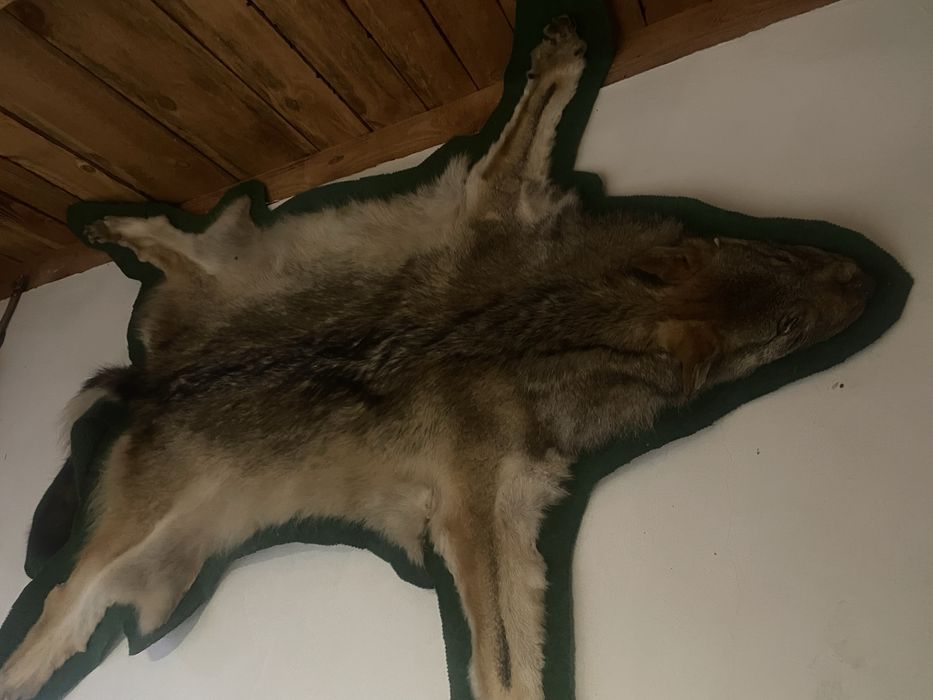 Вълчи кожа естествена