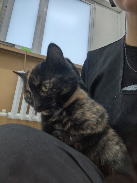 Кошечка в хорошие руки