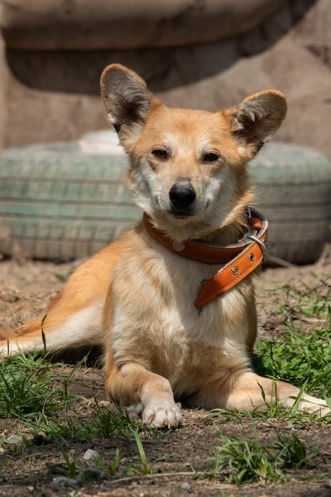 Собачки Компаньоны и звоночки