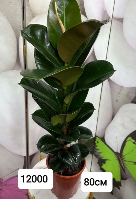 Комнатные растение