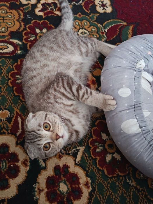 срочно прадаётся котонок.6 месяцев. очен ласковый и умный кот мальчик