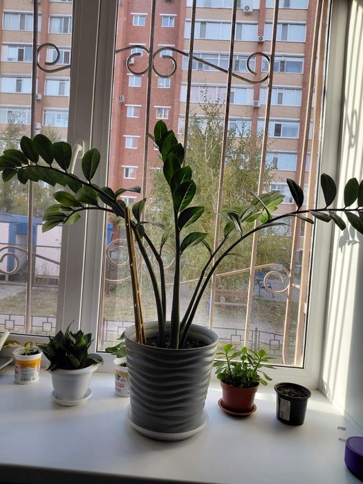 Комнатный цветок