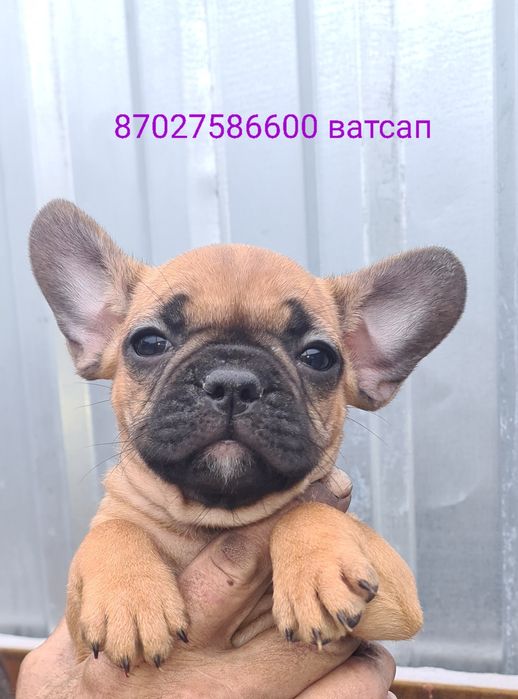 Продам щенков французского бульдога.