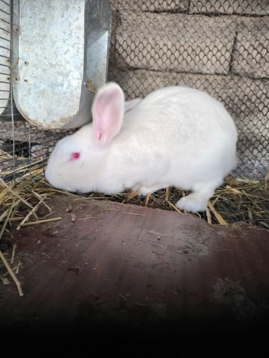 Продам кроликов народа фландер