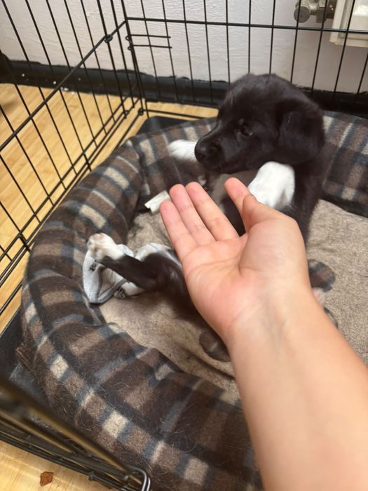 Donez border collie