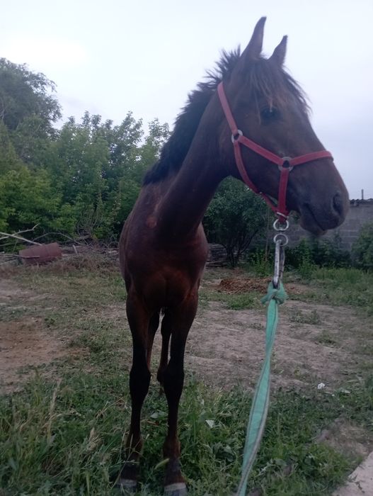 Жылкы тай сатылады