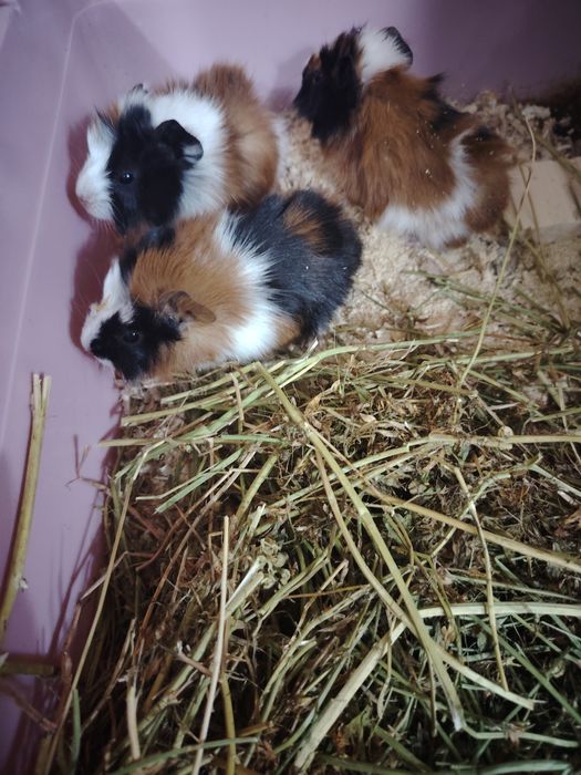 Морские свинки продам