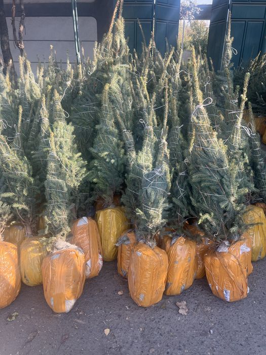 Арча ва манзарали дарахтлар берёза и голубая ель