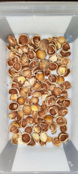 Лешникотрошачка за лешници