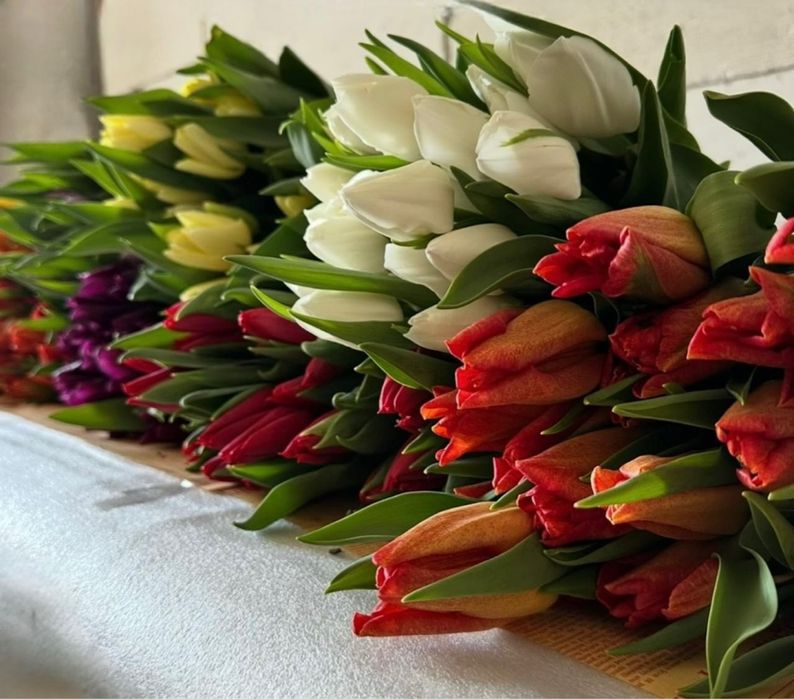 Тюльпаны ( свежие)