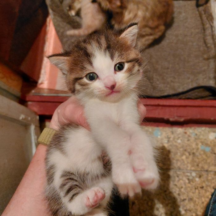 Отдам котят в добрые руки
