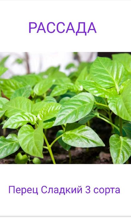 Продается рассада Затобольская