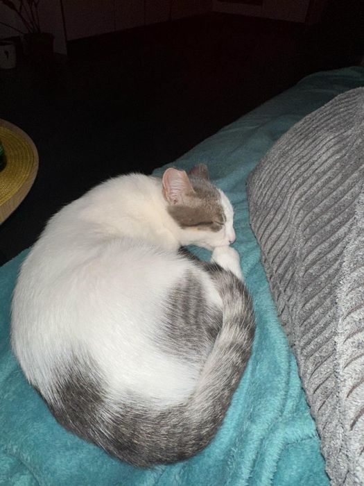 Коте-мечта  спешно търси дом