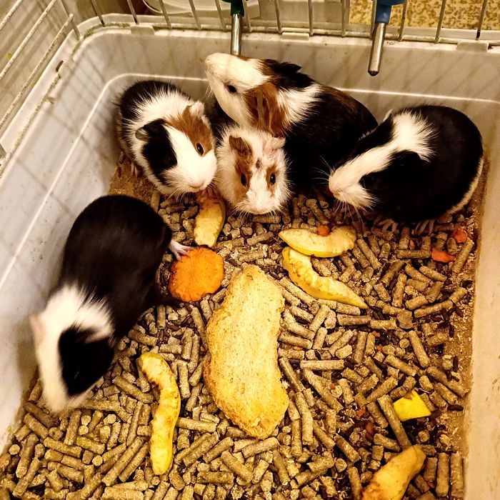 Морская свинка- Хамстер самый милый грызун