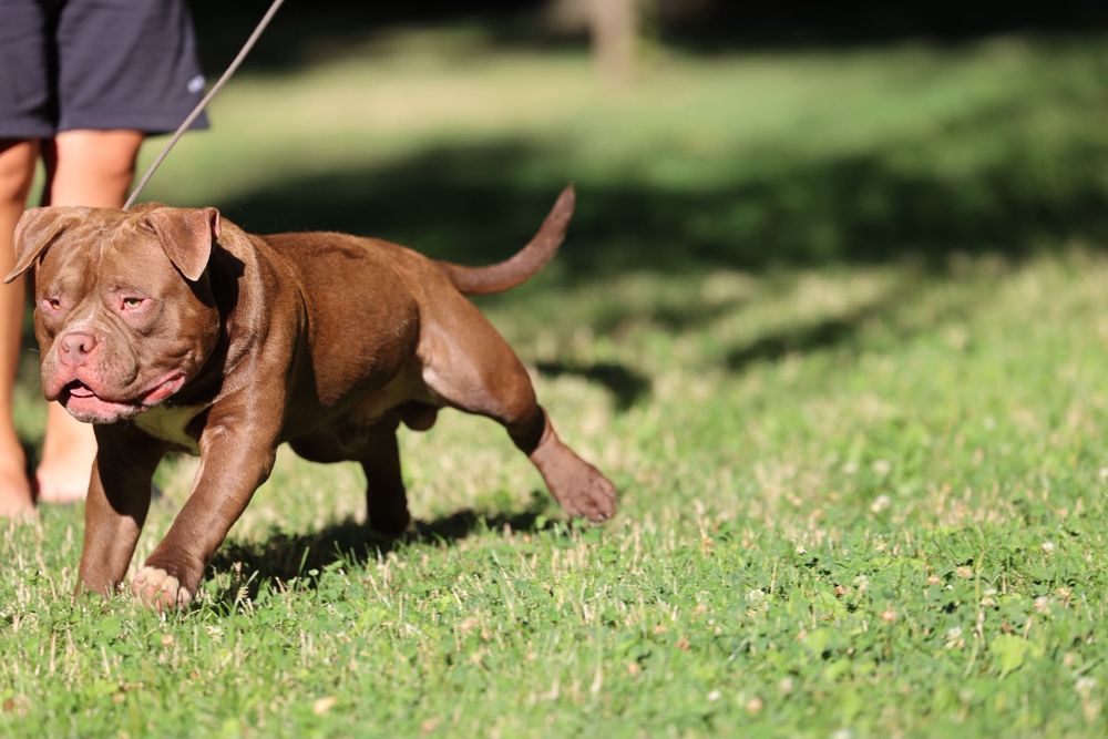 Mascul American Bully