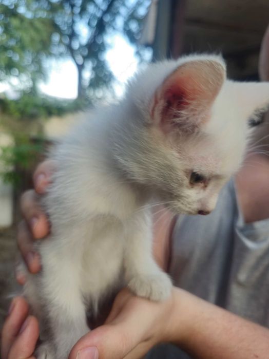 Котёнок белый, мальчик