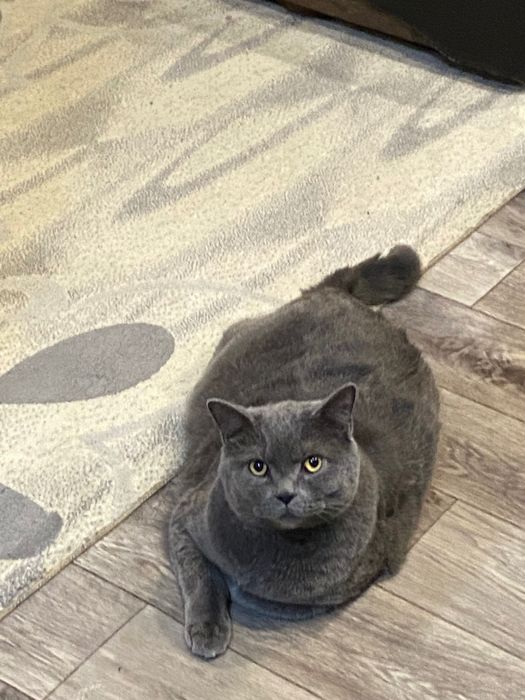 Кот британский..