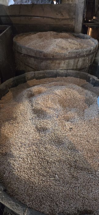 Vand triticale si orz de toamna