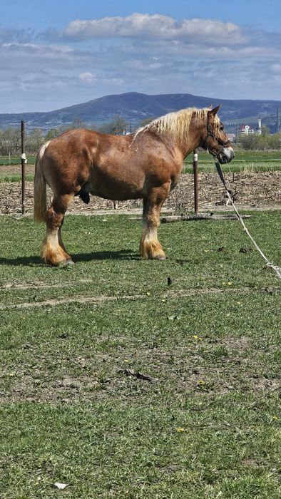 Harmasar pt monta ardenez de trei ani frumos cu forme