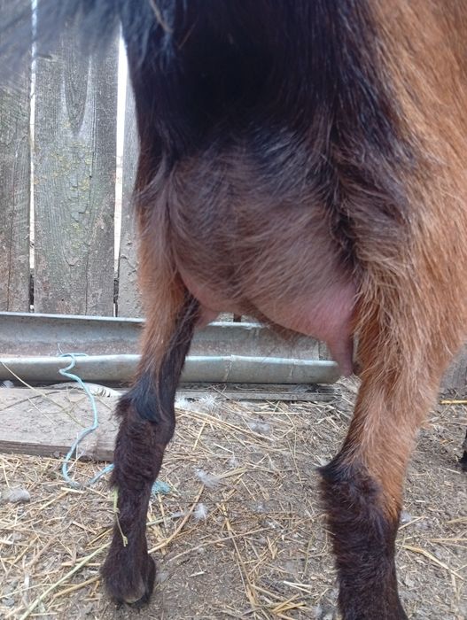 Vând  capra  sanen și alpin franceză