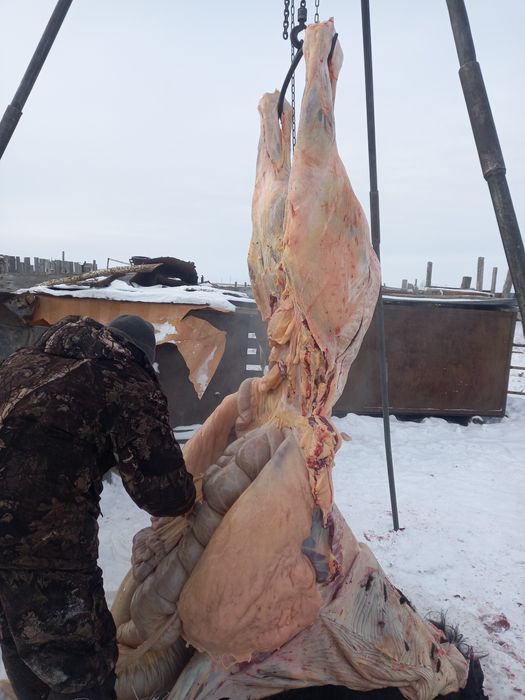 Мясо конины согым