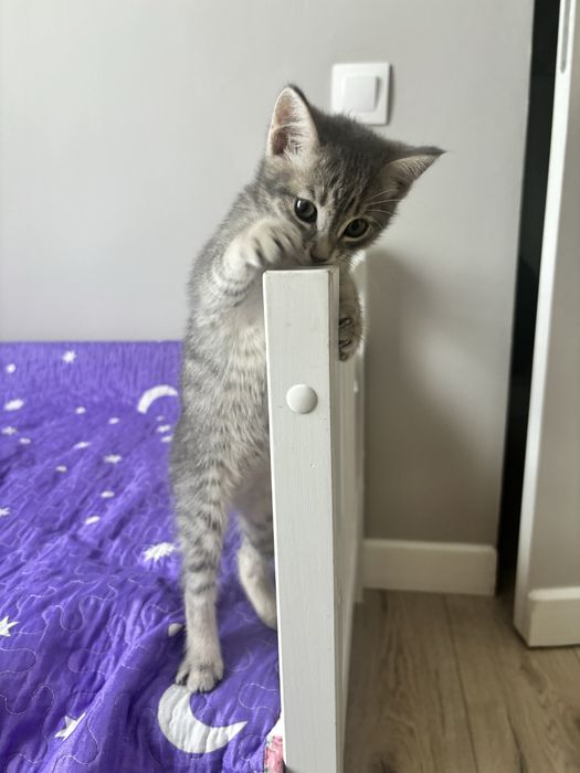 Котенок 2,5 мес