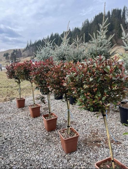 Amenajari gradini cu plante orice specie