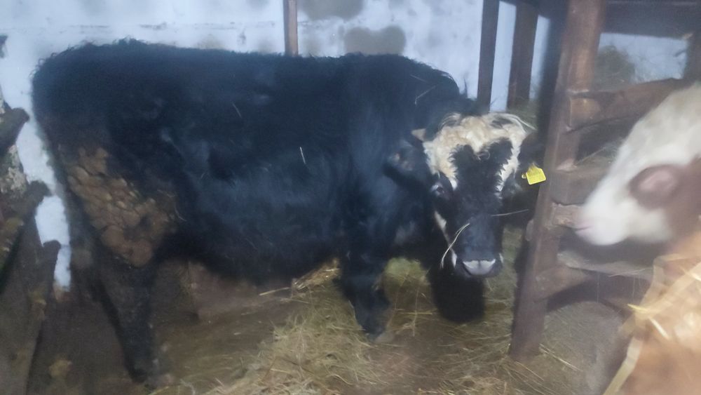 Продам 3 быков и 1 телку