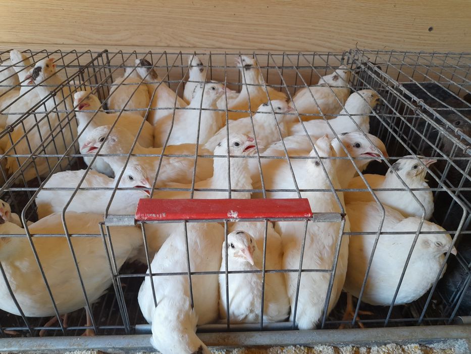 Pui prepelite giganta polara,japoneza mare,jumbo gold ,celadon