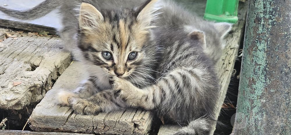 Котята в хорошие, добрые руки