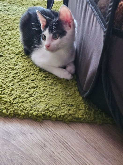 Pisoias super dragalas pentru adoptie
