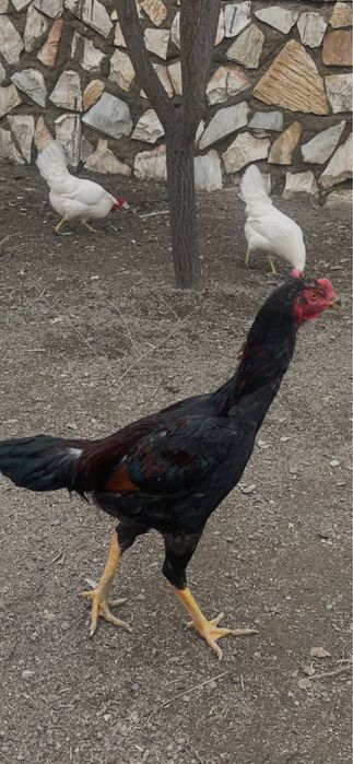 Куланги хуроз 6-7 ойлик