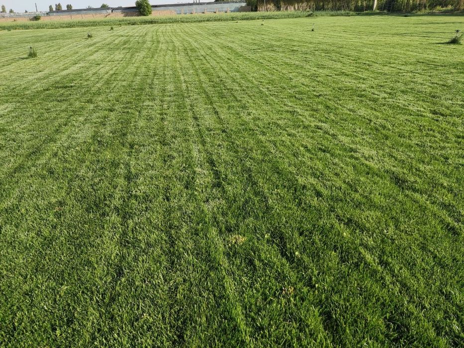 Tayyor rulonli gazon