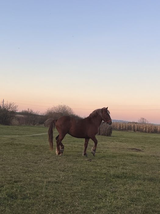 Vand armasar  de 3 ani