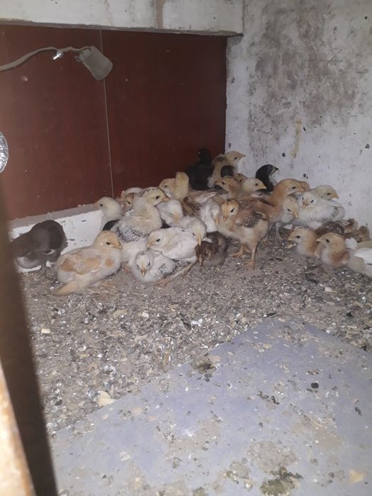 Продам куреи цыплят