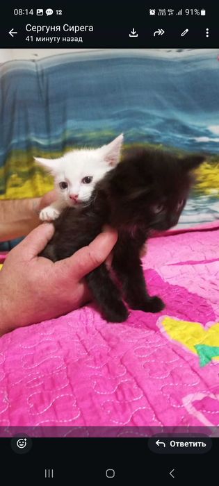 Отдам в добрые руки