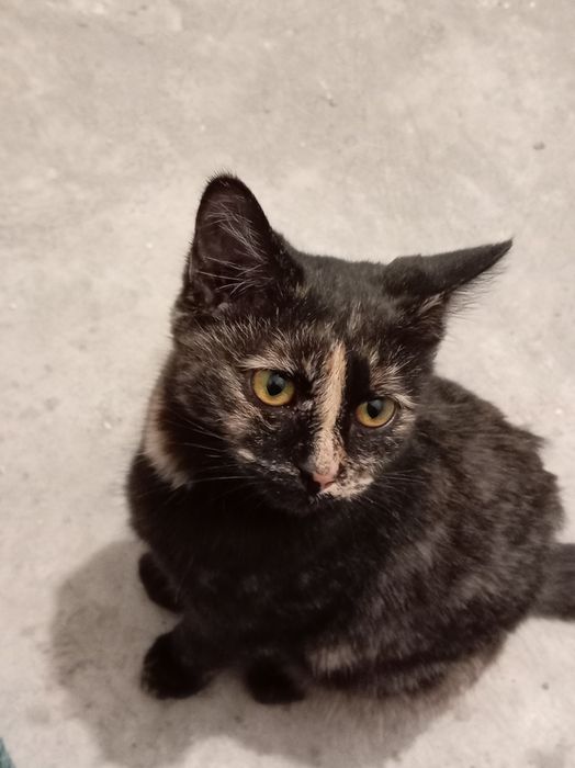 Отдам кошку в добрые руки