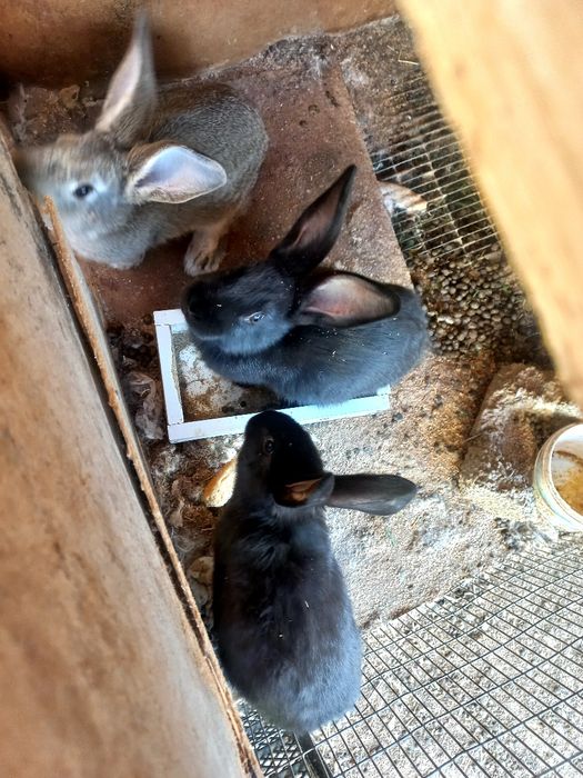 Продаётся кролики